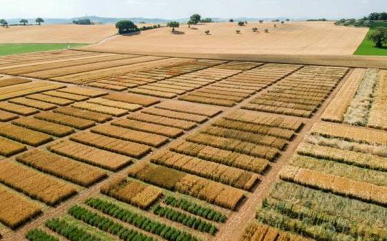 Giornate aperte nei nostri campi di cereali