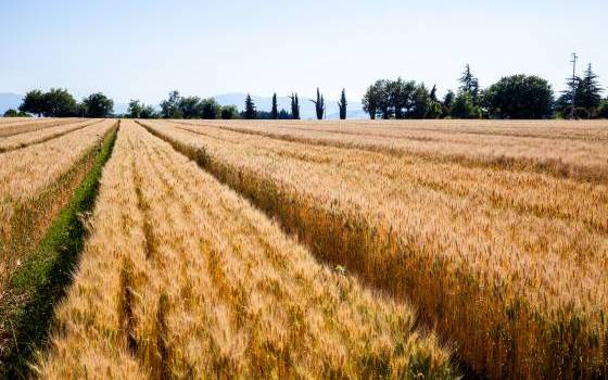 PUBBLICATO IL NUOVO DEPLIANT DI SEMìA DEDICATO AI FRUMENTI TENERI