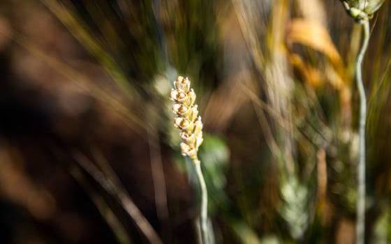 Le nuove varietà di frumento di CGS Sementi