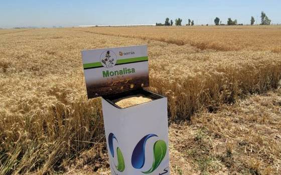 I GRANI TENERI BIANCHI DI CGS COLTIVATI CON SUCCESSO IN IRAQ