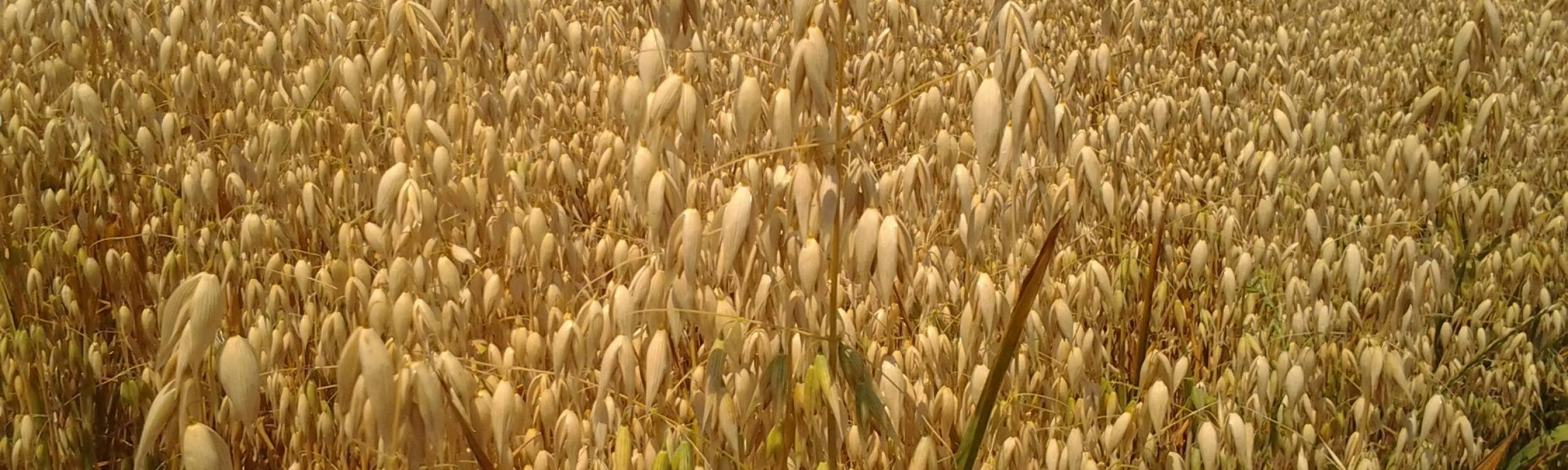Cereali > Avena - Bionda