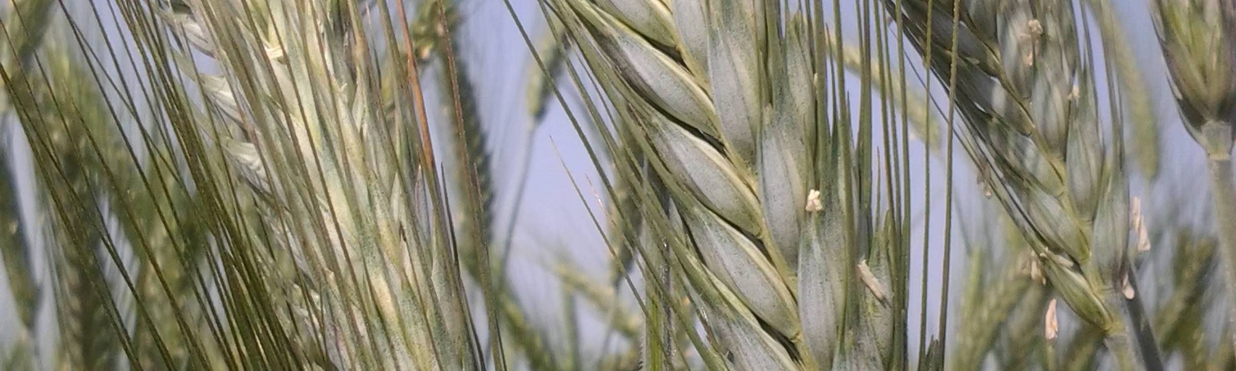 Cereali > Triticale - Forricale